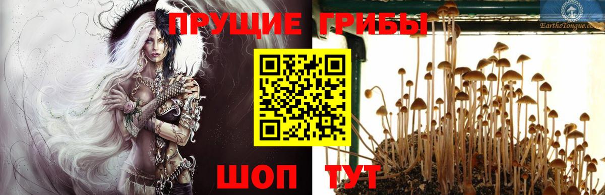 Псилоцибиновые грибы Psilocybe  Вход с VPN  купить   Казань 